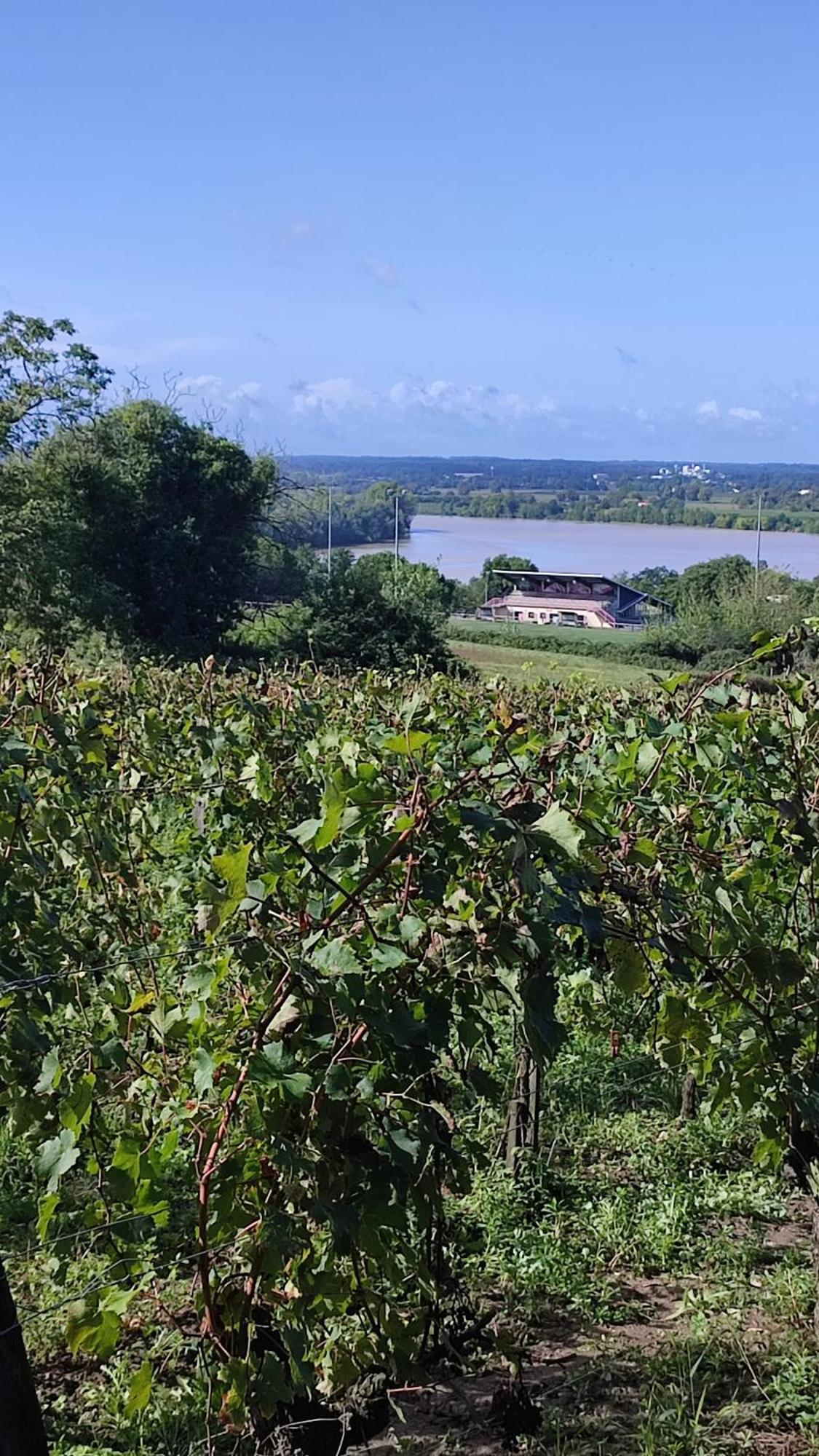 Maison Charmeilles - La Suite Pomerol Fronsac  외부 사진